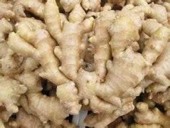 建個(gè)1000噸生姜冷庫大概需要投資多少錢？