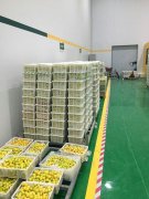 山東3000噸水果保鮮庫安裝造價預算多少？